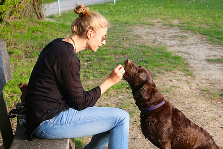 woman sitting on the bench feeding the chocolate Labrador retriever thumbnail