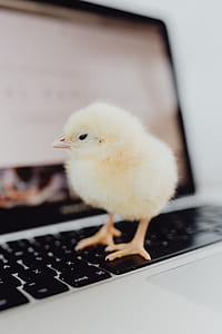 Newborn little chicken and laptop thumbnail