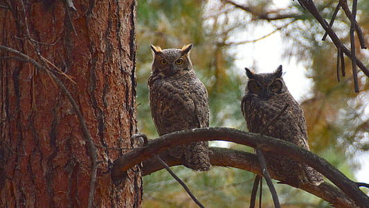 two brown owls in tree branch thumbnail