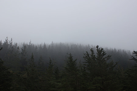 forest trees covered with fog thumbnail