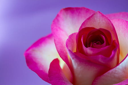 closeup photo of blooming pink and white rose flower thumbnail