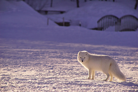 snow fox hunting at daytime thumbnail