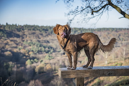 selective focus photography of dog on wood plank thumbnail