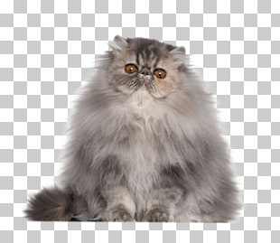 30 Singapura Cat Png Cliparts For Free Download Uihere