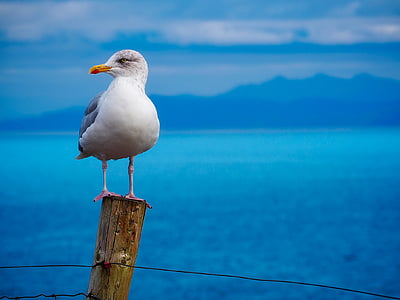 white seagull standing on brown wooden dock thumbnail