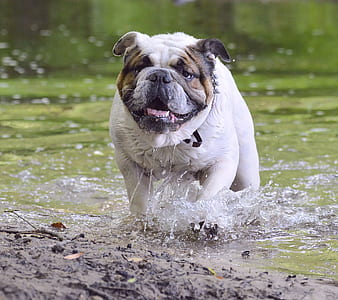 adult tan and white English bulldog on focus photo thumbnail
