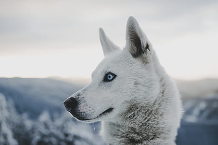 selective focus photography of Siberian husky thumbnail
