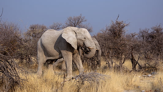 wildlife photo of two gray elephants thumbnail
