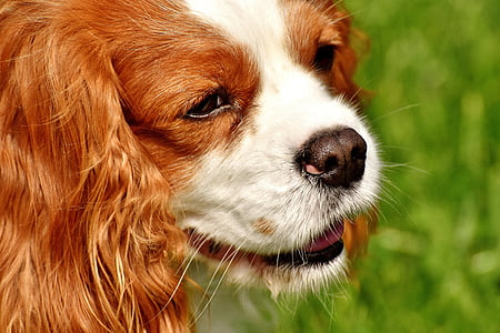 closeup photo of blenheim Cavalier King Charles spaniel thumbnail