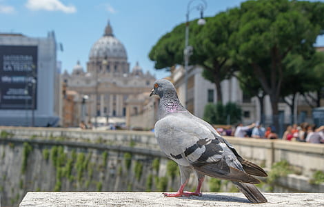 macro photo of grey pigeon thumbnail