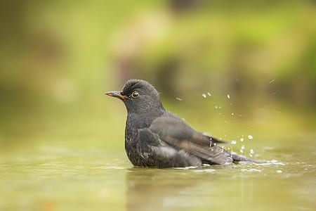Close Up Photo of Gray Bird thumbnail
