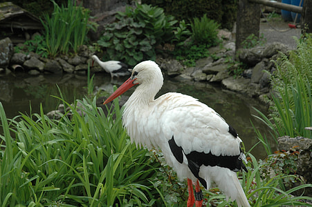 Stork, Wildlife Park thumbnail