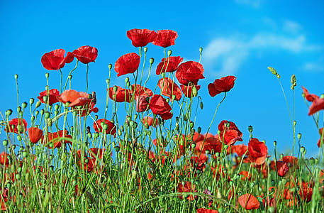 Red Petaled Flower thumbnail