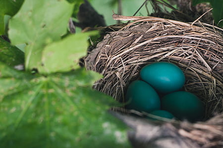 shallow focus photo of green eggs in brown bird nest thumbnail