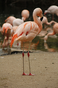 pink flamingo thumbnail