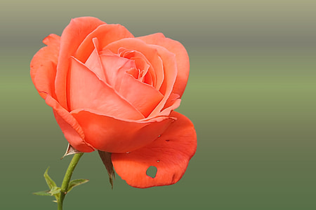 orange rose photo thumbnail