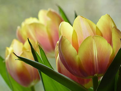 selective focus photography of yellow flowers thumbnail