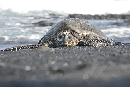 selective focus photography of turtle on sand thumbnail