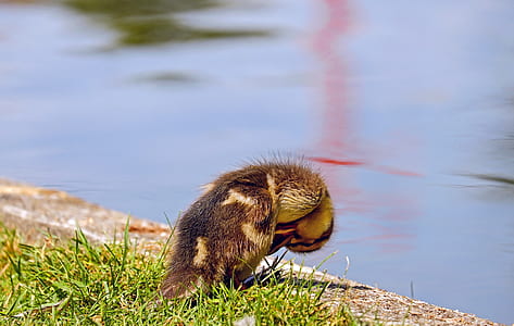 selective focus photography of brown and yellow duckling thumbnail