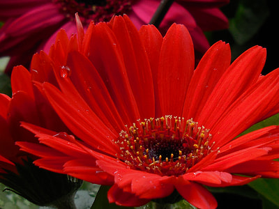 red flower photography thumbnail