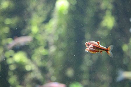 selective focus photography of red and small brown fish thumbnail