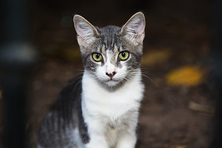 close up photography of silver tabby cat thumbnail