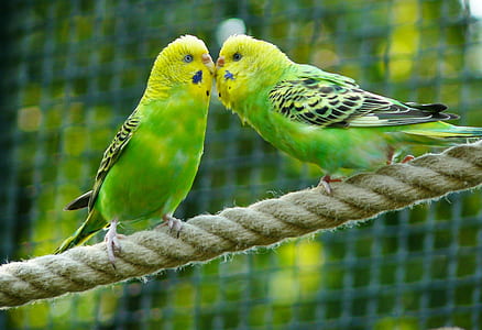 closeup photo of two green budgerigars thumbnail