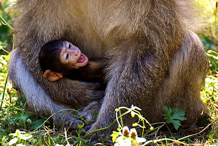 brown monkey hugged by bigger ape thumbnail