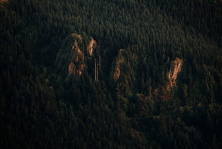 aerial photography of green forest thumbnail