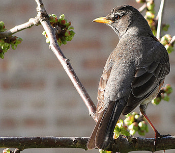 grey pigeon on brown tree photo thumbnail