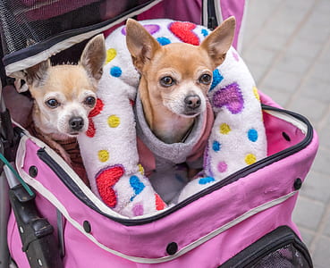 two tan chiuahua dogs in pink luggage bag''' thumbnail