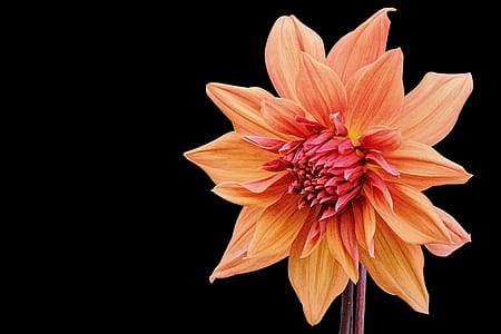 orange petaled flower against black background thumbnail