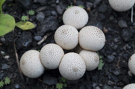 A fresh group of mushrooms thumbnail