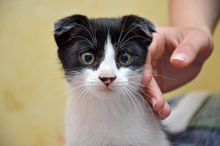 selective focus photography of white and black cat thumbnail