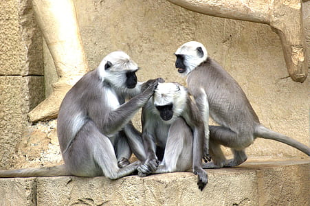 animal photography of three primates thumbnail