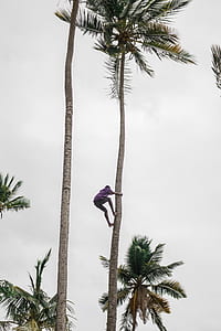 man climbing on palm tree thumbnail