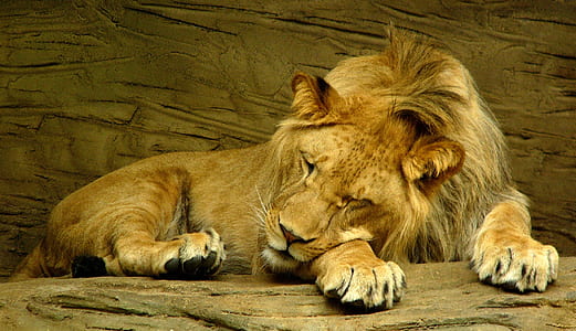 lion sleeping thumbnail