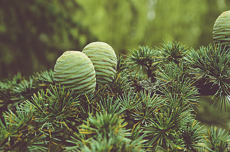 closeup photo of green leafed plant thumbnail