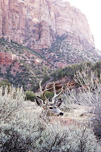 photo of deer thumbnail