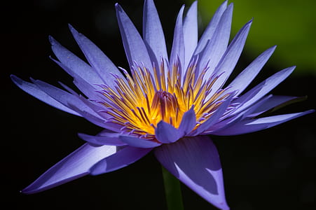 purple flower in bloom thumbnail