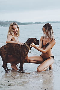 two woman kneeling on seashore while touching adult brown brindle boxer dog near sea at daytime thumbnail