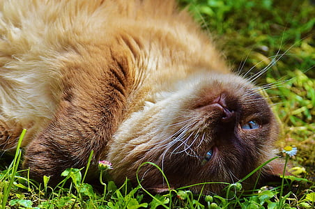 brown cat lying down on field thumbnail