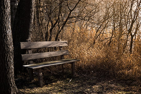 brown wooden bench on base of tree thumbnail