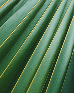 closeup photography of coconut leaf thumbnail