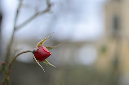 selective focus photography of red rose bud thumbnail