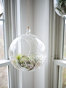 plant, hanging, airplant, neutral thumbnail