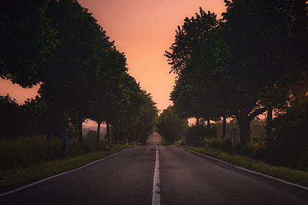 photography of road and trees thumbnail