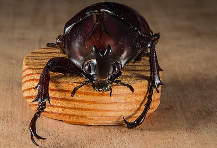 brown beetle on round lid thumbnail
