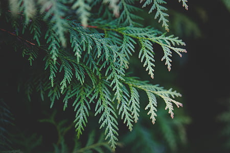 selective focus of green leafed trees thumbnail