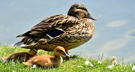 brown mallard duck with ducklings thumbnail